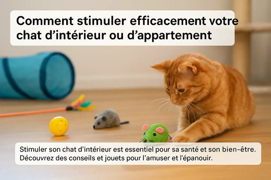 Comment stimuler votre chat d’intérieur